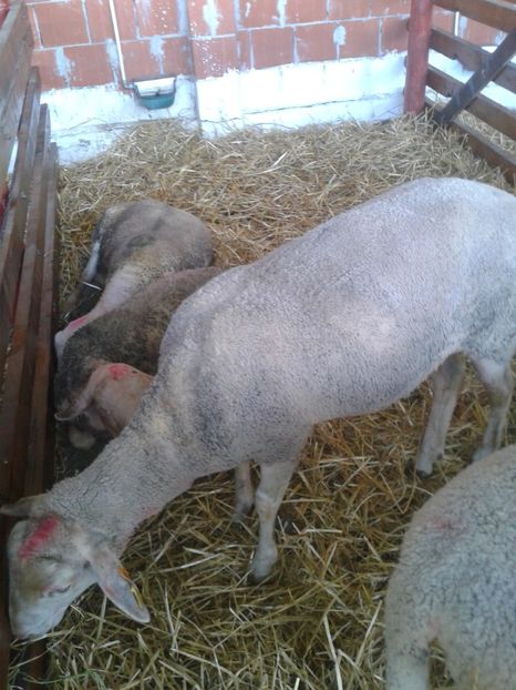 Fotografie0062 - 27---expozitie banat-agralim 2018