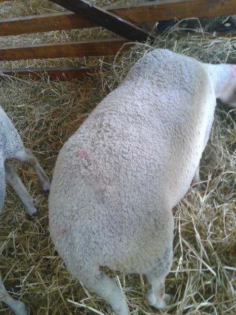 Fotografie0063 - 27---expozitie banat-agralim 2018