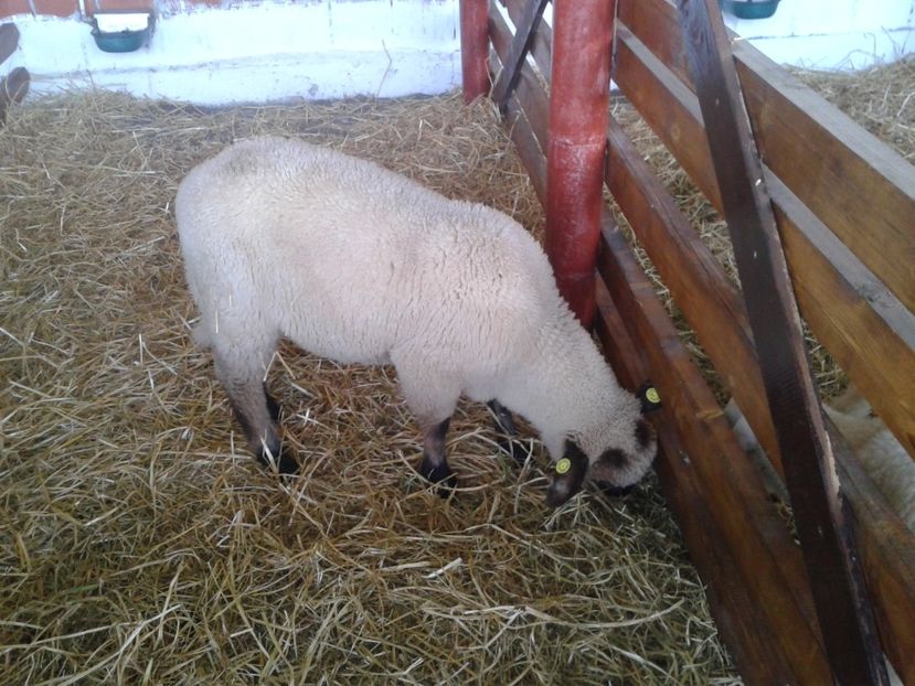 Fotografie0064 - 27---expozitie banat-agralim 2018