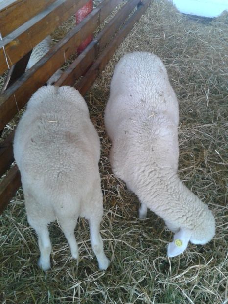 Fotografie0066 - 27---expozitie banat-agralim 2018