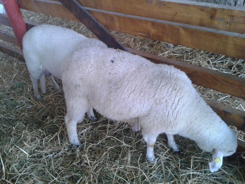 Fotografie0067 - 27---expozitie banat-agralim 2018