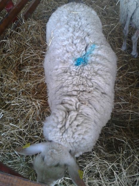 Fotografie0069 - 27---expozitie banat-agralim 2018