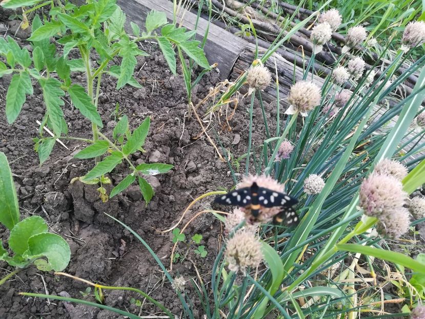  - Gradina 2018