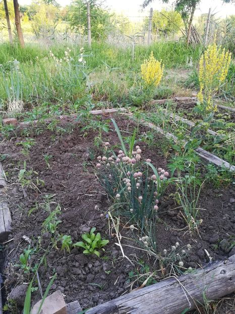  - Gradina 2018