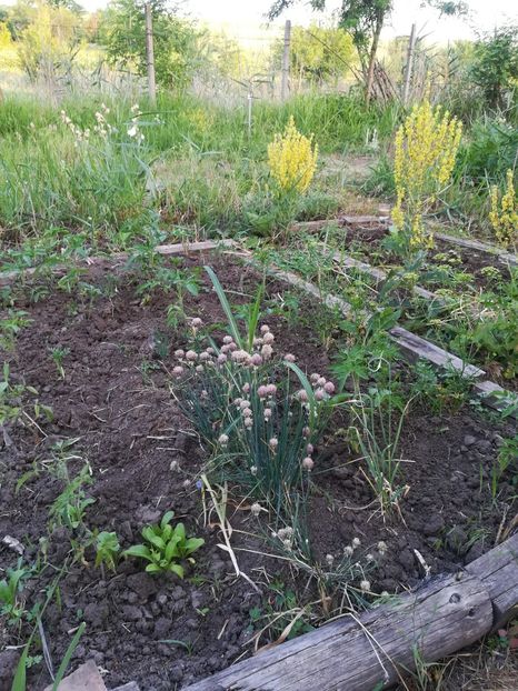  - Gradina 2018
