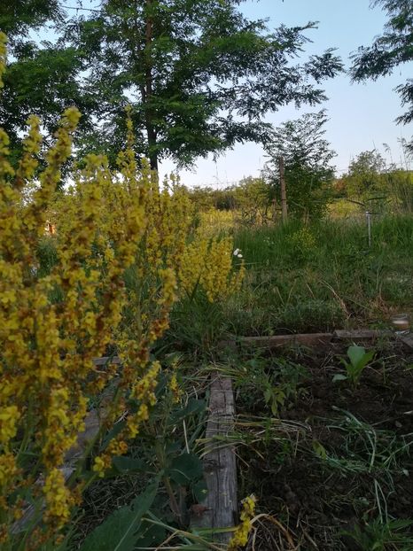  - Gradina 2018