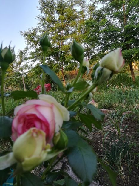  - Gradina 2018