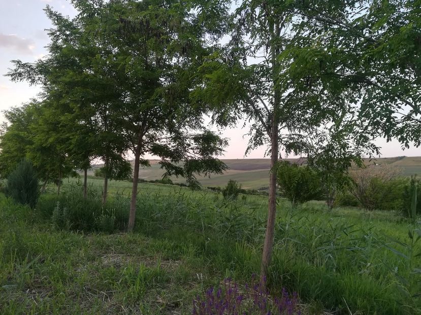  - Gradina 2018