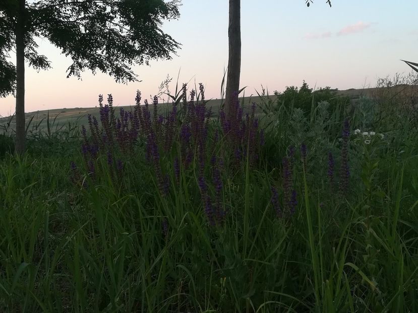  - Gradina 2018