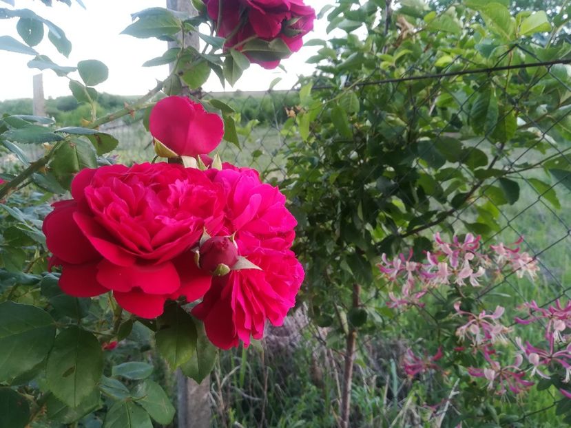  - Gradina 2018