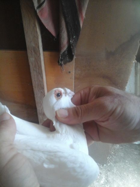  - Voaiajori stil vechi