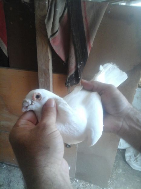 Mascul - Voaiajori stil vechi