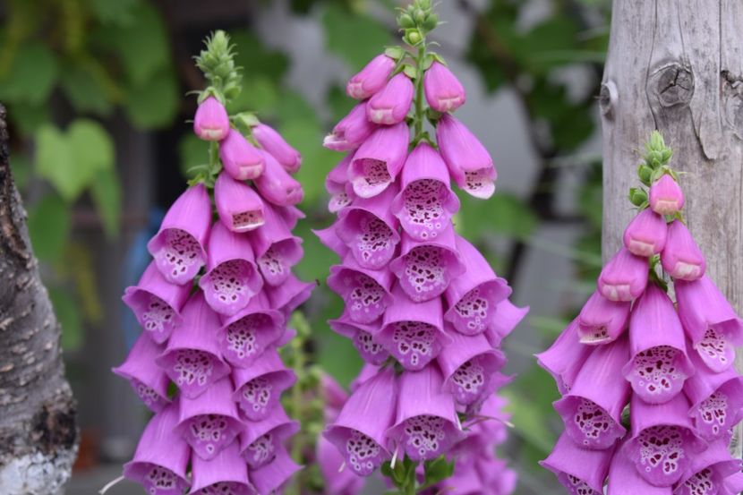 digitalis - Vara in gradina mea