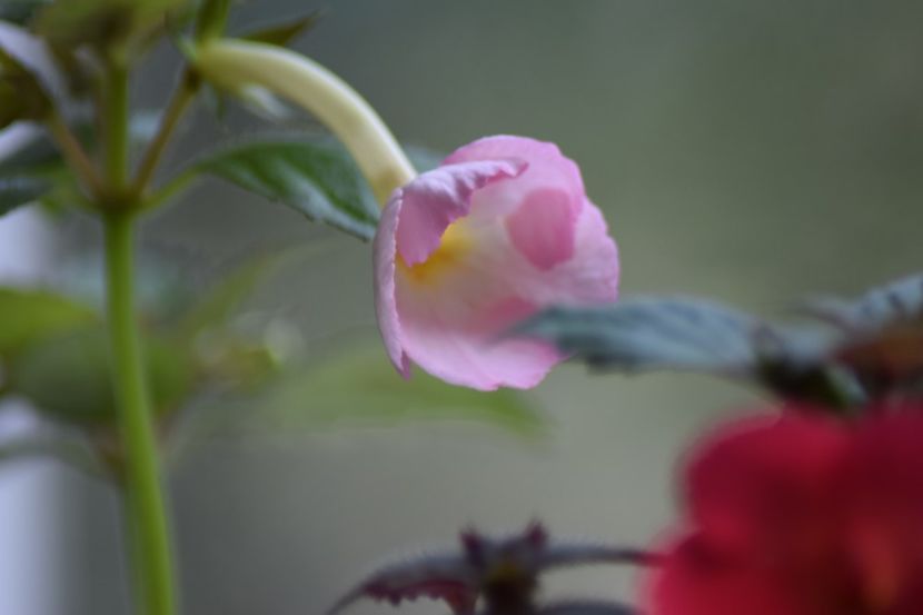  - Achimenes