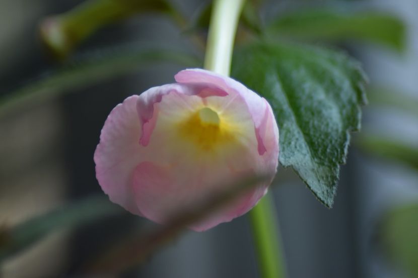  - Achimenes