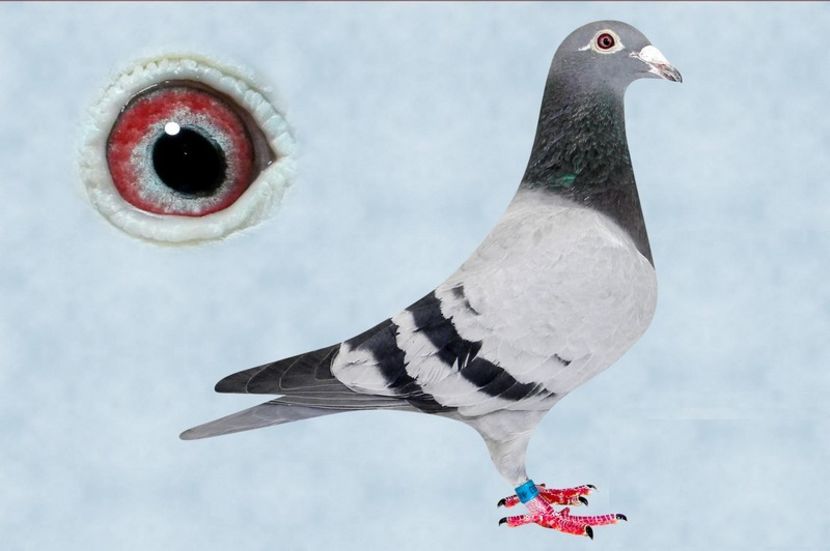 DV-507-16-553 - Achizitii - 2018 - matca