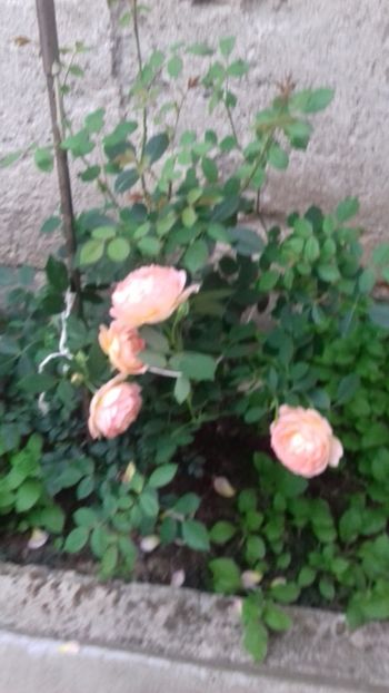 20180612_194535[1] - Trandafirii si alte flori 2018 - 2020