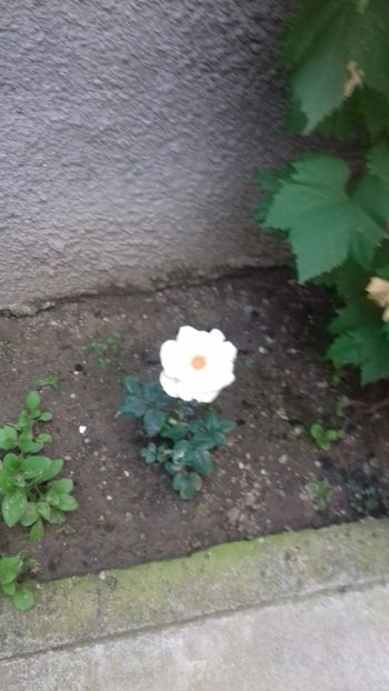 20180612_194539[1] - Trandafirii si alte flori 2018 - 2020