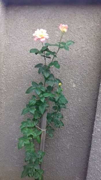 20180612_194646[1] - Trandafirii si alte flori 2018 - 2020