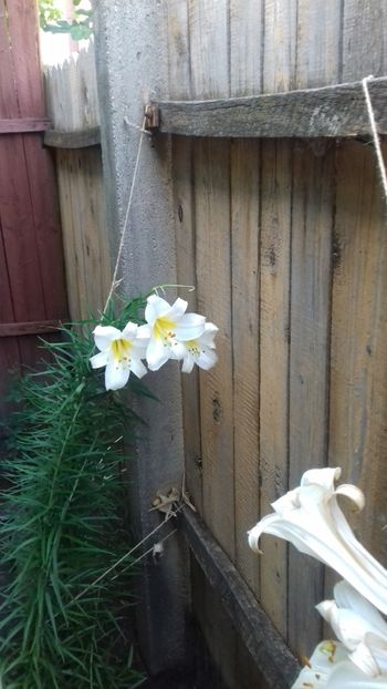 20180612_194705[1] - Trandafirii si alte flori 2018 - 2020