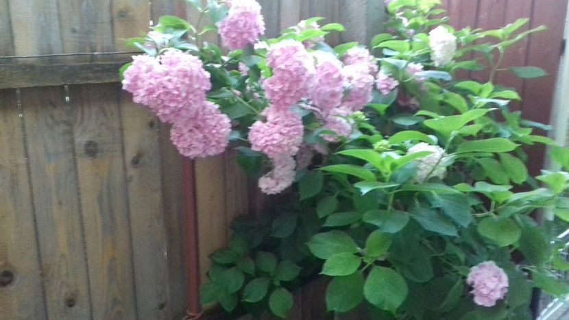 20180612_203223[1] - Trandafirii si alte flori 2018 - 2020