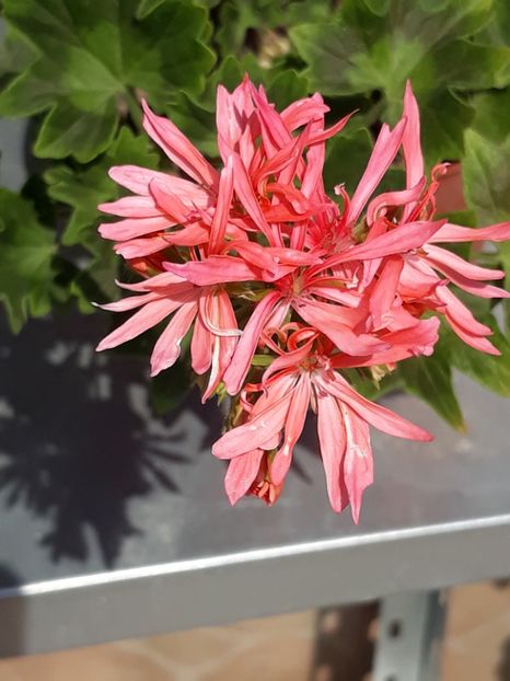  - Graffiti double salmon