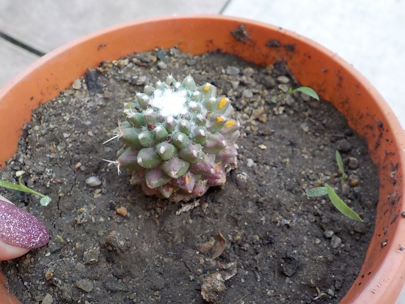cumparat - mammilaria polithele