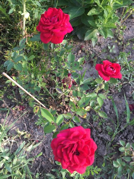 C81AF516-F00F-4468-AA70-682E2FA520D6 - Trandafiri mini