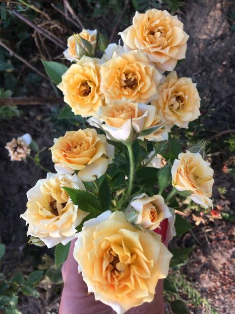 B66B6B01-8EC6-46E7-A608-A25BF46A0B5C - Trandafiri mini