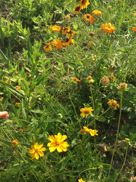 B555C975-9E40-483E-A495-17F9372B01BD - Flori la balta 2018