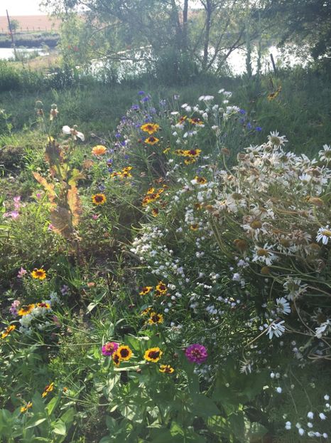 98C4254E-E244-49B1-9828-EBE7F68B29ED - Flori la balta 2018