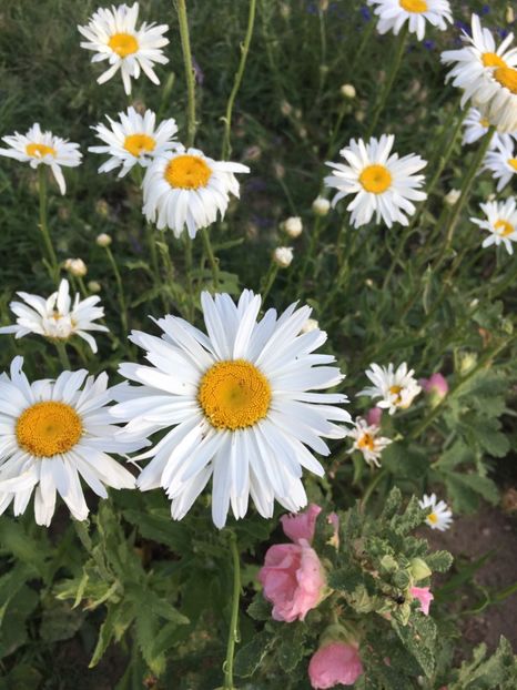 507995D4-134E-48B2-87F1-BE90D95F59D1 - Flori la balta 2018