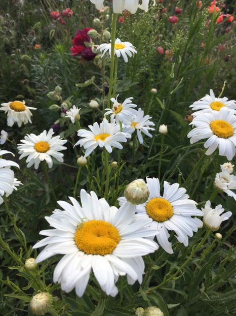 ACE6519E-1D62-4FE9-AAE6-EF9E3DC5FD88 - Flori la balta 2018