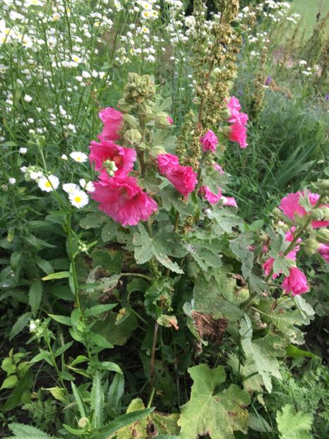 1F1CC2EE-85E4-42D1-B2EF-3CCE8435E65F - Nalba de grădina