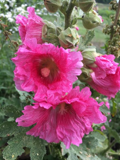 F60E46D8-E2CF-4B5C-9CFD-97ECA4053883 - Nalba de grădina