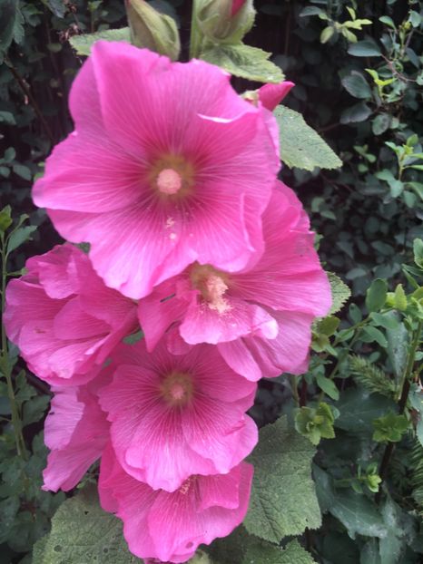 2EAAAD50-AF9B-475C-A869-AF7940C88283 - Nalba de grădina