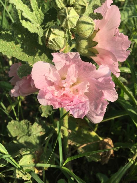 E9E5FEA1-D4CA-4B7D-B42C-3B31C9C50213 - Nalba de grădina