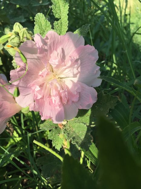 B124600D-A543-4114-89B2-5026D031F55B - Nalba de grădina