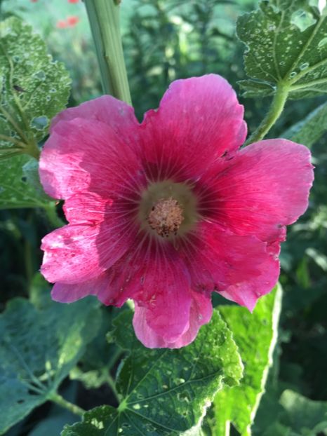 56EC10F2-2575-418E-82D1-718BF97D3E91 - Nalba de grădina