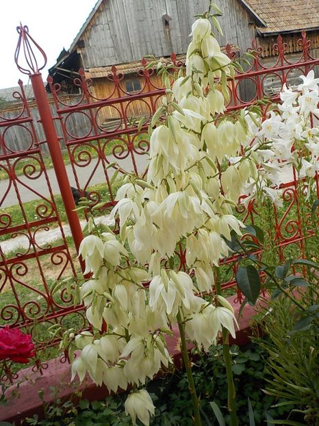  - yucca filamentosa