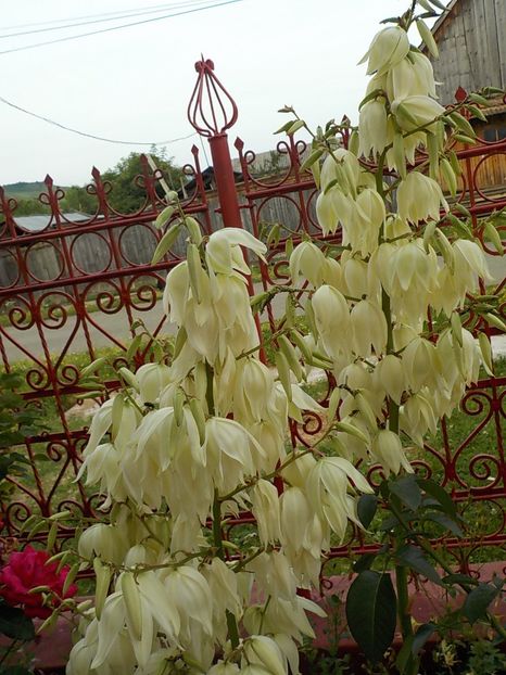  - yucca filamentosa