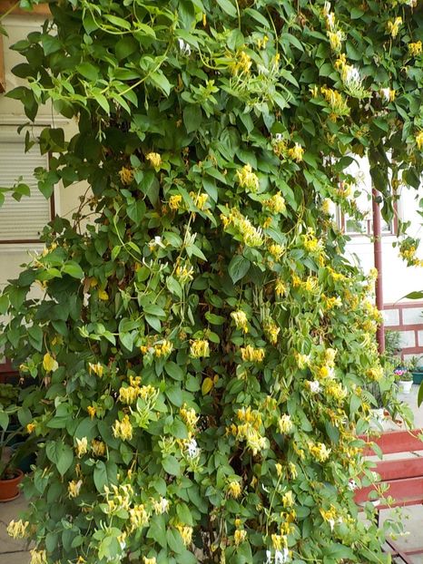  - lonicera