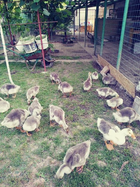 20180608_195502_Film1 - Gaste