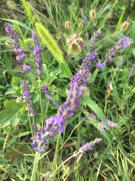 lavanda - Flori la balta 2018