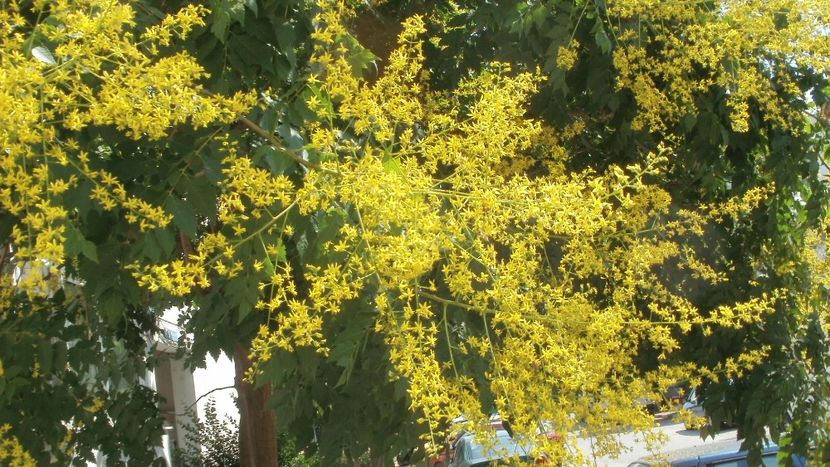 Otetarul galben - Arbori si plante melifere