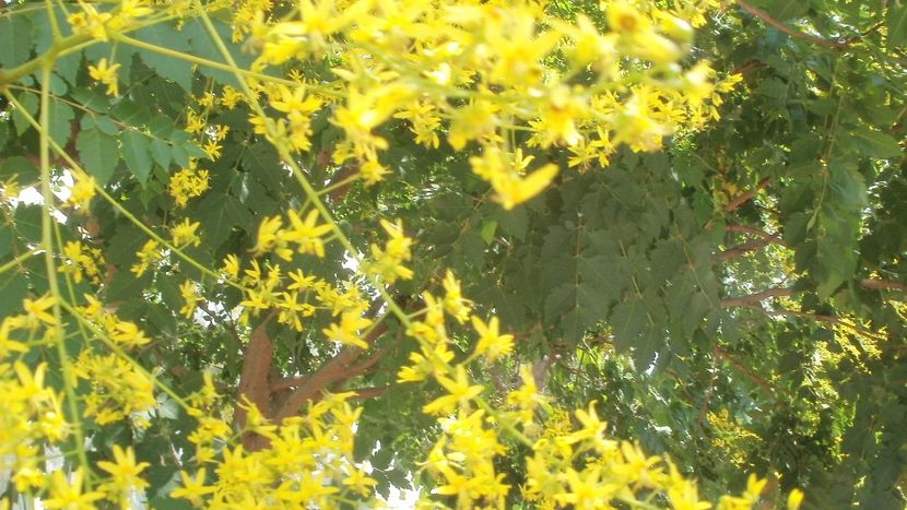 Otetarul galben - Arbori si plante melifere