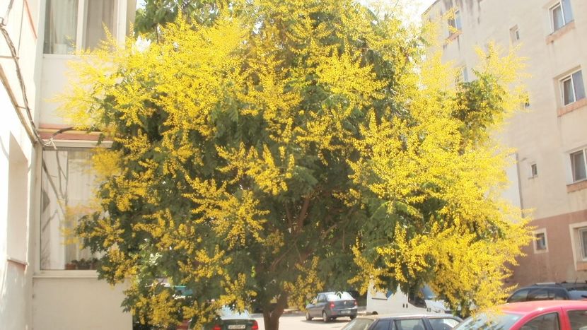 Otetarul galben - Arbori si plante melifere