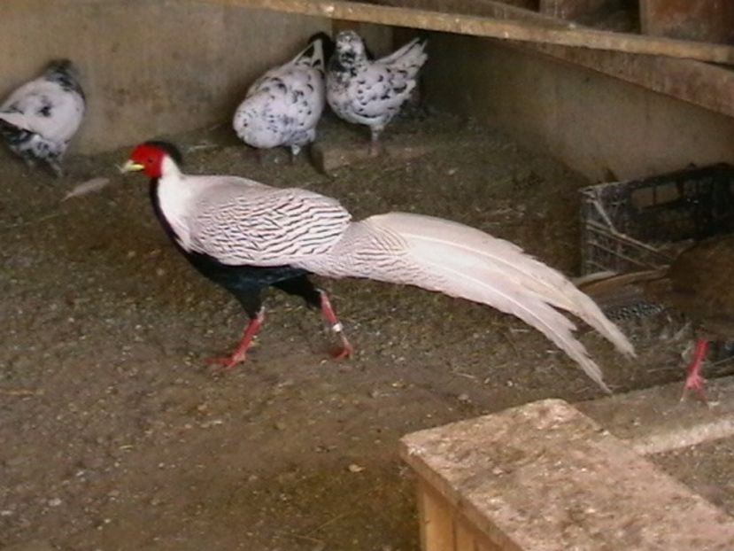 Fazanul Argintiu - A - Prin curtea mea