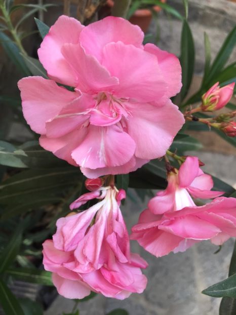 B6F9638B-E366-435E-BEFF-275B442D78BB - Leandru