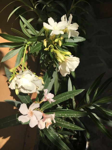 B061F0E7-AB80-405D-BAE9-183FDD3330C1 - Leandru